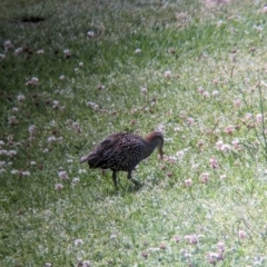 Gallirallus philippensis at Lord Howe Island - 20 Oct 2023