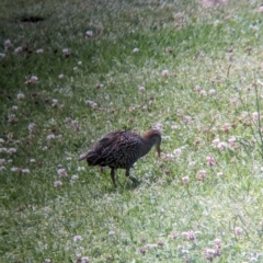 Gallirallus philippensis at Lord Howe Island - 20 Oct 2023 11:39 AM