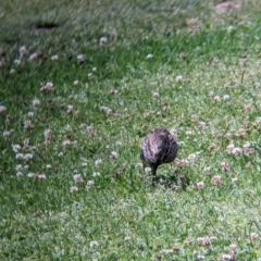 Gallirallus philippensis at Lord Howe Island - 20 Oct 2023 11:39 AM