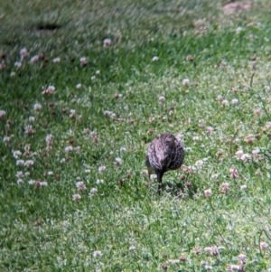 Gallirallus philippensis at Lord Howe Island - 20 Oct 2023