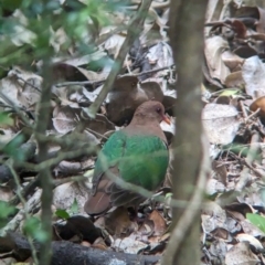 Chalcophaps longirostris (Pacific Emerald Dove) at Lord Howe Island, NSW - 20 Oct 2023 by Darcy