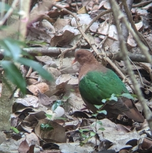 Chalcophaps longirostris at Lord Howe Island - 20 Oct 2023 11:55 AM