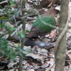 Chalcophaps longirostris at Lord Howe Island - 20 Oct 2023 11:55 AM