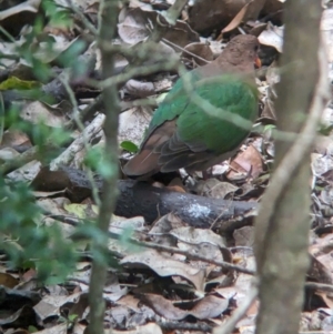 Chalcophaps longirostris at Lord Howe Island - 20 Oct 2023