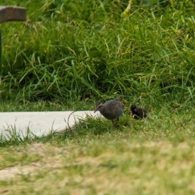 Gallirallus philippensis (Buff-banded Rail) at Lord Howe Island, NSW - 20 Oct 2023 by Darcy