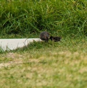 Gallirallus philippensis at Lord Howe Island - 20 Oct 2023 12:17 PM