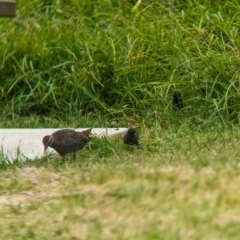 Gallirallus philippensis at Lord Howe Island - 20 Oct 2023 12:17 PM