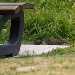 Gallirallus philippensis at Lord Howe Island - 20 Oct 2023 12:17 PM