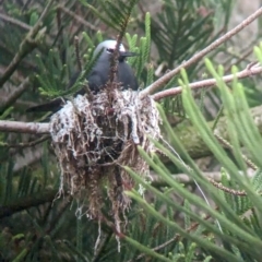 Anous stolidus at Lord Howe Island - 20 Oct 2023