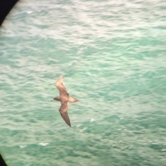 Ardenna pacifica (Wedge-tailed Shearwater) at Lord Howe Island - 20 Oct 2023 by Darcy