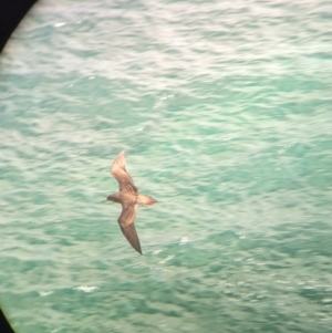 Ardenna pacifica at Lord Howe Island Permanent Park - 20 Oct 2023 03:50 PM