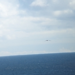 Ardenna pacifica at Lord Howe Island Permanent Park - 20 Oct 2023 03:50 PM
