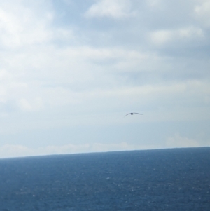 Ardenna pacifica at Lord Howe Island Permanent Park - 20 Oct 2023 03:50 PM