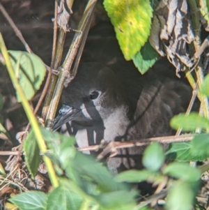 Ardenna pacifica at Lord Howe Island Permanent Park - 20 Oct 2023 04:06 PM