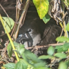 Ardenna pacifica at Lord Howe Island Permanent Park - 20 Oct 2023 04:06 PM