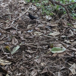 Turdus merula at Lord Howe Island Permanent Park - 20 Oct 2023