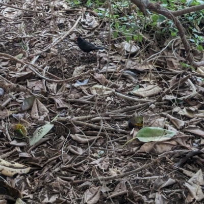 Turdus merula (Eurasian Blackbird) at Lord Howe Island Permanent Park - 20 Oct 2023 by Darcy