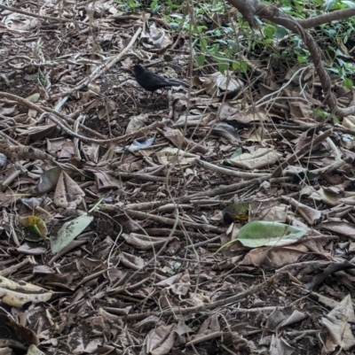 Turdus merula (Eurasian Blackbird) at Lord Howe Island, NSW - 20 Oct 2023 by Darcy