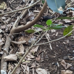 Turdus merula at Lord Howe Island Permanent Park - 20 Oct 2023