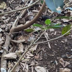 Turdus merula at Lord Howe Island Permanent Park - 20 Oct 2023