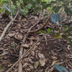 Turdus merula at Lord Howe Island Permanent Park - 20 Oct 2023 04:23 PM