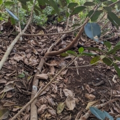 Turdus merula at Lord Howe Island Permanent Park - 20 Oct 2023 04:23 PM