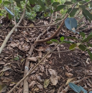 Turdus merula at Lord Howe Island Permanent Park - 20 Oct 2023