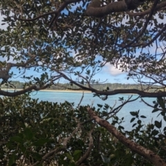 Ficus macrophylla f. columnaris (Lord Howe Island Fig) at Lord Howe Island - 20 Oct 2023 by Darcy