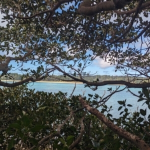 Ficus macrophylla f. columnaris at Lord Howe Island - 20 Oct 2023 04:23 PM