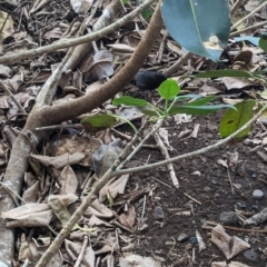 Ficus macrophylla f. columnaris at Lord Howe Island - 20 Oct 2023