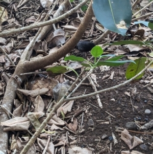 Ficus macrophylla f. columnaris at Lord Howe Island - 20 Oct 2023 04:23 PM