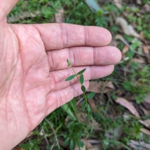 Gonocarpus tetragynus at Wee Jasper, NSW - 17 Nov 2023