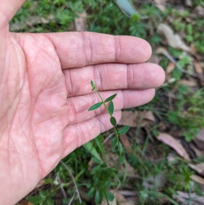 Gonocarpus tetragynus (Common Raspwort) at Wee Jasper, NSW - 16 Nov 2023 by brettguy80