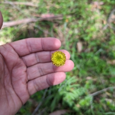 Coronidium gunnianum (Gunn's Everlasting) at Wee Jasper, NSW - 16 Nov 2023 by brettguy80