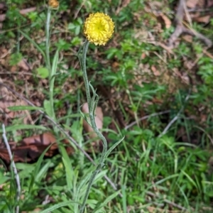 Coronidium gunnianum at Wee Jasper, NSW - 17 Nov 2023