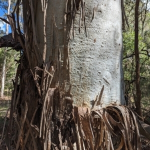 Eucalyptus dalrympleana subsp. dalrympleana at Micalong Gorge - 17 Nov 2023