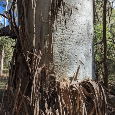 Eucalyptus dalrympleana subsp. dalrympleana (Mountain Gum) at Wee Jasper, NSW - 16 Nov 2023 by Wildlifewarrior80