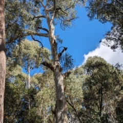 Eucalyptus dalrympleana subsp. dalrympleana at Micalong Gorge - 17 Nov 2023