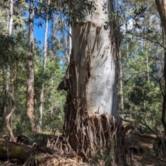 Eucalyptus dalrympleana subsp. dalrympleana at Micalong Gorge - 17 Nov 2023
