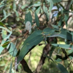 Eucalyptus radiata subsp. robertsonii (Robertson's Peppermint) at Micalong Gorge - 16 Nov 2023 by brettguy80