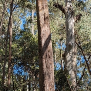 Eucalyptus radiata subsp. robertsonii at Wee Jasper, NSW - 17 Nov 2023