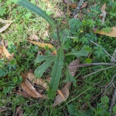 Senecio prenanthoides (Common Forest Fireweed) at Wee Jasper, NSW - 16 Nov 2023 by brettguy80