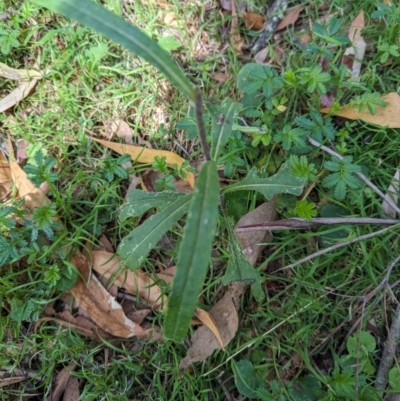 Senecio prenanthoides (Common Forest Fireweed) at Wee Jasper, NSW - 17 Nov 2023 by Wildlifewarrior80