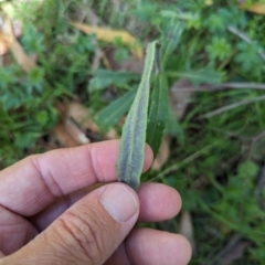 Senecio prenanthoides at Wee Jasper, NSW - 17 Nov 2023