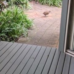 Gallirallus sylvestris (Lord Howe Woodhen) at Lord Howe Island, NSW - 20 Oct 2023 by Darcy