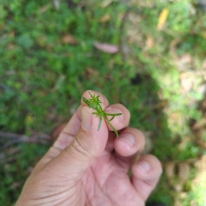 Asperula scoparia at Wee Jasper, NSW - 17 Nov 2023