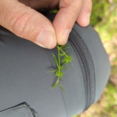 Asperula scoparia at Wee Jasper, NSW - 17 Nov 2023