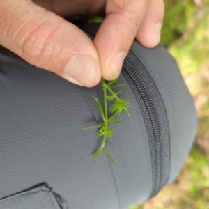 Asperula scoparia at Wee Jasper, NSW - 17 Nov 2023 09:53 AM