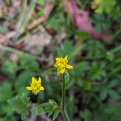 Ranunculus plebeius (Forest Buttercup) at Micalong Gorge - 16 Nov 2023 by brettguy80