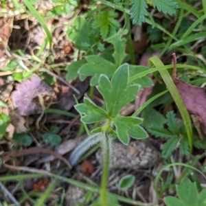 Ranunculus plebeius at Wee Jasper, NSW - 17 Nov 2023 09:50 AM